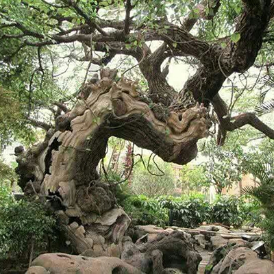 假树